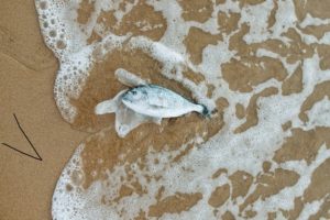 pesce morto per la plastica